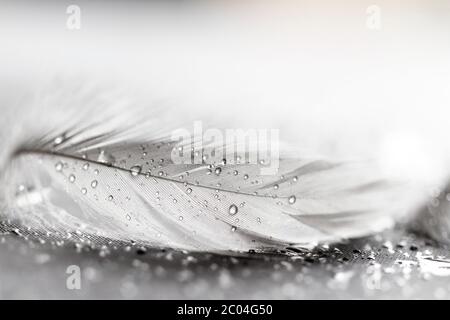 White feather with water drops on grey background Stock Photo