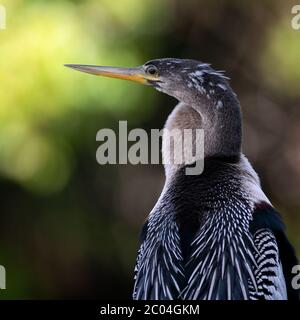 Portrait of an Anhinga sometimes called snakebird, darter, American darter, or water turkey taken from the back in Northern Florida, Jacksonville area Stock Photo
