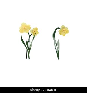 Spring flowers narcissus isolated on white background. Vector, drawn illustration. Stock Vector