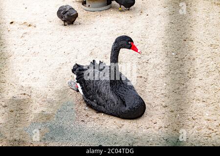 Black swan rests in it's compound Stock Photo