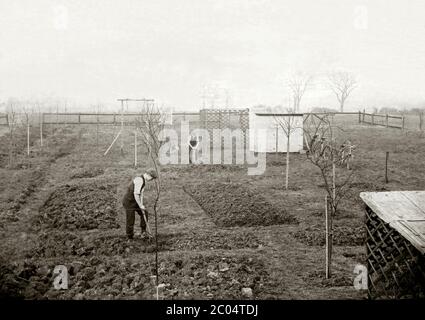 Two men digging with spades and forks to prepare the soil for planting on beds on a smallholding or market garden in the Lincolnshire Wolds, England, UK c. 1900. The same two men can be seen resting from their work in another photograph (Alamy ref: 2C1175G). Stock Photo