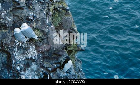 Flock of black and white Razorbill or Razor-billed Auk - Alca torda relaxing on the beautiful cliff with blossom flowers. North Sea. Firth of Forth. Stock Photo