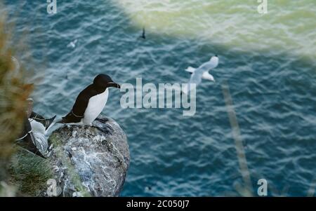 Flock of black and white Razorbill or Razor-billed Auk - Alca torda relaxing on the beautiful cliff with blossom flowers. North Sea. Firth of Forth. Stock Photo