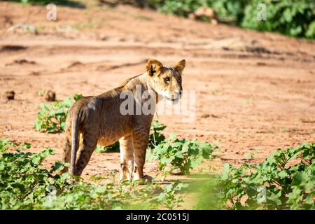 One lion walks through the savannah in Kenya Stock Photo