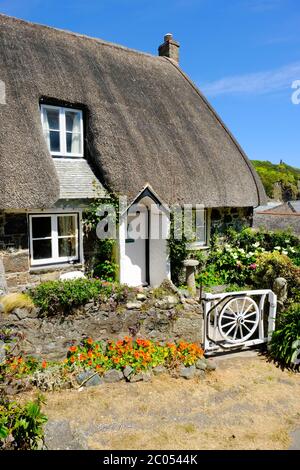 A thatched cottage in the village of Cadgwith, Cornwall, UK - John Gollop Stock Photo