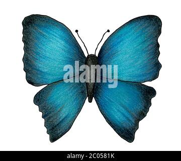 hand drawn blue and black colored butterfly isolated on white, colored pencil illustration with tropical butterfly Stock Photo