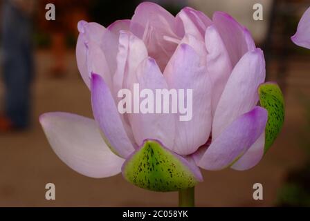 Blooming pink flower of Victoria lotus Stock Photo