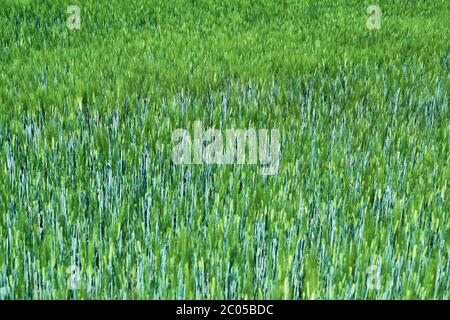 Fresh green cereal field in spring sunshine. Barley grain is used for flour, barley bread and beer, some whiskeys and vodkas and animal fodder. Stock Photo