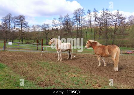 two Haflinger horses posing on meadow Stock Photo