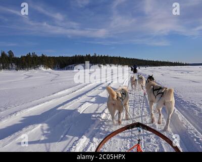 Dog sled ride in winter arctic forest Stock Photo - Alamy