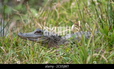 Young Alligator basking in the sun hidden in the grass by a small river bank near a Wood Stork Rookery Southern Coastal Georgia Winter February 2020 Stock Photo