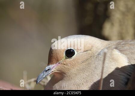 Capture of a Mourning Dove sitting on a nest in Canada. Stock Photo