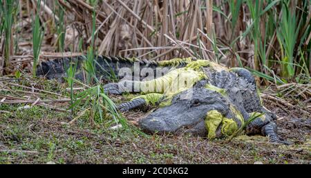 Large Male Alligator from Coastal Georgia basking with yellow pollen pond scum all over him in dried vegetation near a wetland Winter February 2020 Stock Photo