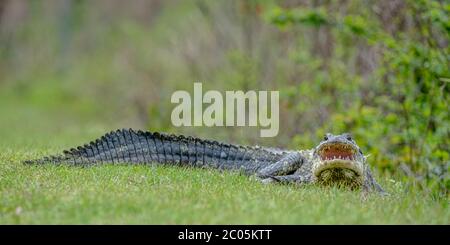Female Alligator baking in  the sun mouth open teeth showing looking aggressive on a walking path along a pond Winter February 2020 Stock Photo