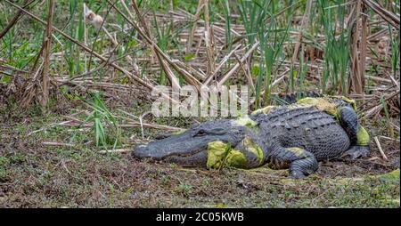 Large Male Alligator from Coastal Georgia basking with yellow pollen pond scum all over him in dried vegetation near a wetland Winter February 2020 Stock Photo