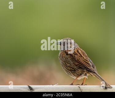 House sparrow (Passer domesticus) (Passeridae) - Europe standing on a wooden fence Stock Photo