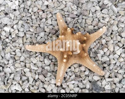 Starfish isolated on pepples Stock Photo