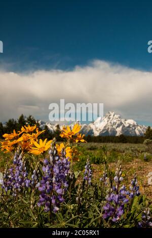 Wild Arrowleaf Balsamroot and Silver Lupine bloom across Willow Flats with  the snow capped Teton Mountain Range behind during spring at Grand Teton National Park in Moose, Wyoming. Stock Photo