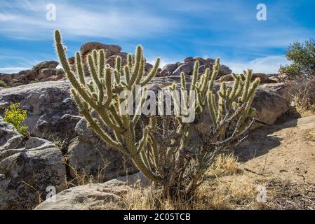 Cactus on the rocky mountains in the desert of Mexico, near La rumorosa and Mexicali, Baja California, Mexican landscape concept Stock Photo