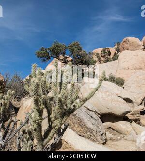 Cactus on the rocky mountains in the desert of Mexico, near La rumorosa and Mexicali, Baja California, Mexican landscape concept Stock Photo