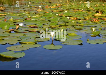 white water lilies Stock Photo