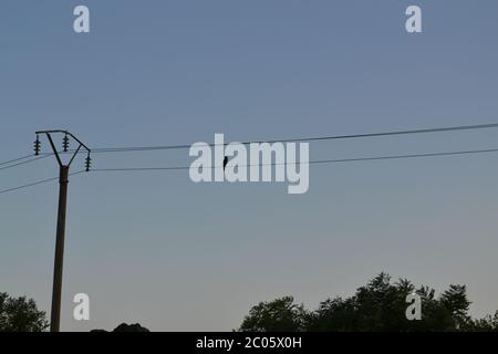 cormorant on the power line Stock Photo
