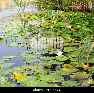 open water lily and floatig leaves Stock Photo