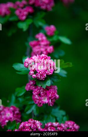 Hawthorn medicinal plant. Pink flowers on a flowering branch. Beautiful flower. Natural background. Stock Photo