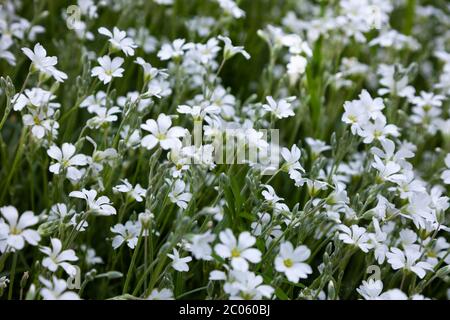 Background from white flowers. Stubble is a genus of herbaceous plants in the clove family. Bush in the garden. Little white flower background. Stock Photo