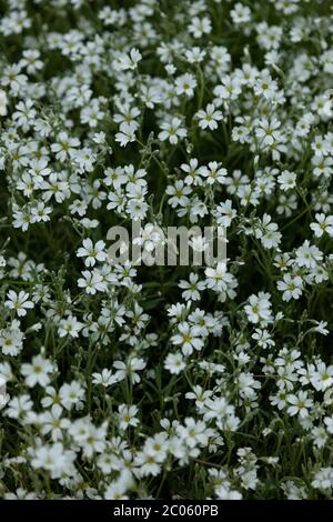 Background from white flowers. Stubble is a genus of herbaceous plants in the clove family. Bush in the garden. Little white flower background. Stock Photo