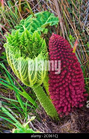 Giant or Chilean rhubarb (Gunnera tinctoria), Panamericana, Aysen region, Patagonia, Chile Stock Photo