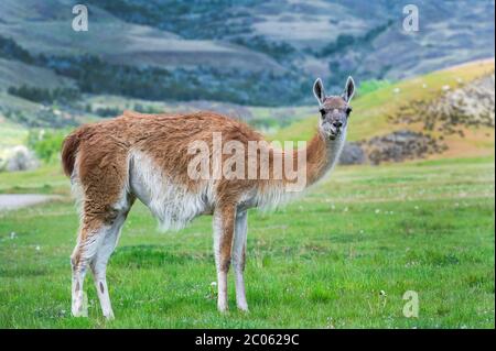 Guanaco (Lama guanicoe), Patagonia National Park, Chacabuco Valley, Aysen Region, Patagonia, Chile Stock Photo