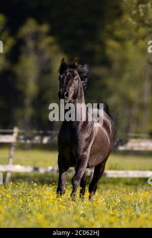 Thoroughbred Arabian black stallion in spring on the pasture, Tyrol, Austria Stock Photo