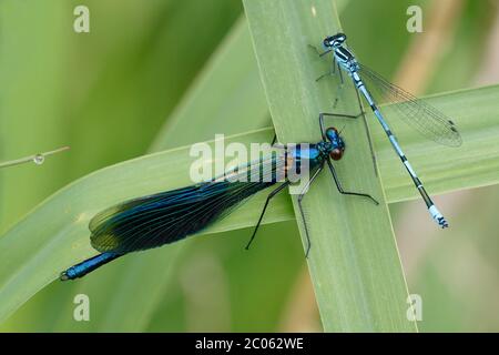 Banded demoiselle (Calopteryx splendens), male, and Azure damselfly (Coenagrion puella), male, dragonflies sitting on reed leaves Stock Photo