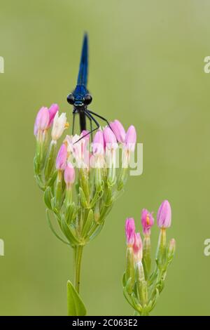 Beautiful demoiselle (Calopteryx virgo) on pink flower, Bavaria, Germany Stock Photo