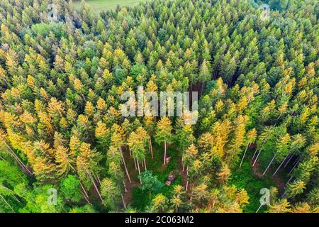 Spruce forest, Toelzer Land, drone recording, Upper Bavaria, Bavaria, Germany