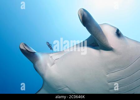 Pilot Fish (Naucrates ductor) swimming in front of mouth, reef manta ray (Mobula alfredi) with curled up head fins, Great Barrier Reef, Coral Sea Stock Photo