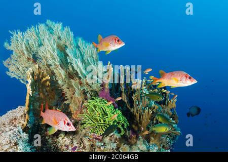 Coral block with different stony corals (Scleractinia), Melithaea gorgonian (Melithaea sp.), Feather star, yellow (Crinoidea) and Sabre squirrelfish Stock Photo