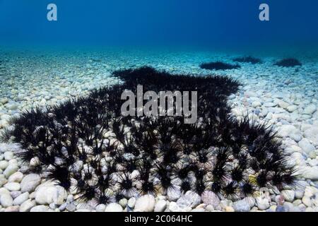 Colony of common diadem sea urchin (Diadema setosum) on rocky sea floor, Great Barrier Reef, Coral Sea, Pacific Ocean, Australia Stock Photo