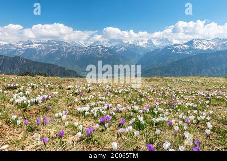 Crocus meadow near Beatenberg am Niederhorn, Bernese Alps, Interlaken, Bernese Oberland, Canton of Bern, Switzerland Stock Photo