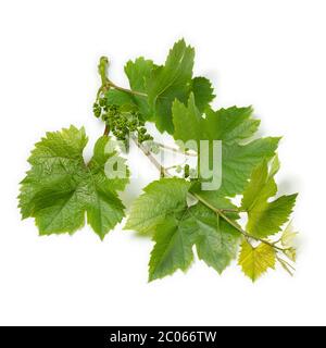 Twig of a grapevine isolated on white background Stock Photo