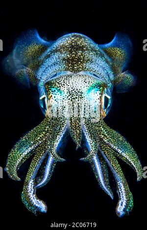Glowing Caribbean reef squid (Sepioteuthis sepioidea) at night, Philippines Stock Photo