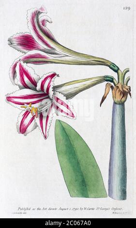 Amaryllises (Hippeastrum), copper engraving by William Curtis, from Curtis's Botanical Magazine, London 1790 Stock Photo