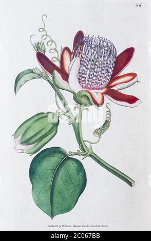 Passion-flower (Passiflora), copper engraving by William Curtis, from Curtis's Botanical Magazine, London 1790 Stock Photo