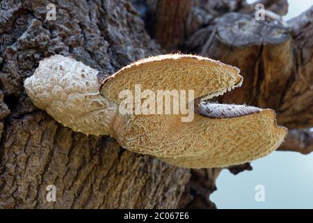 Dryad's saddle mushroom growing on a dead tree stump Stock Photo