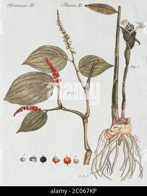 Pepper bush (Piper nigrum) and Gingerbush (Zingiber officinale), hand-colored copperplate engraving from Friedrich Justin Bertuch Picture book for Stock Photo