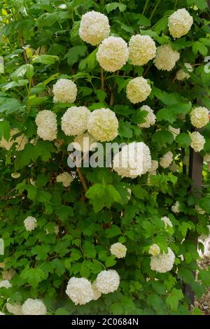 White snowball blooms of the viburnum opulus roseum Stock Photo