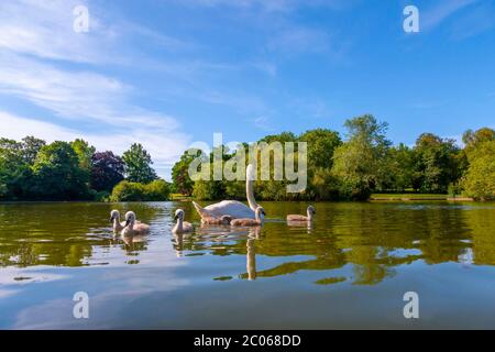 Mute Swan. Cygnus olor (Anatidae) and Cygnets in the park lake, Abington Park, Northampton, England, UK. Stock Photo