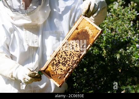 Beekeeping in Hampshire, UK Stock Photo