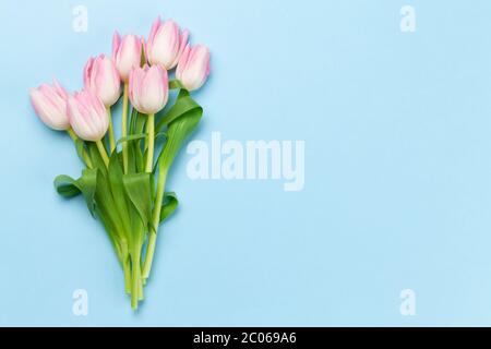 Pink tulips over blue background. Greeting card with copy space. Flat lay Stock Photo